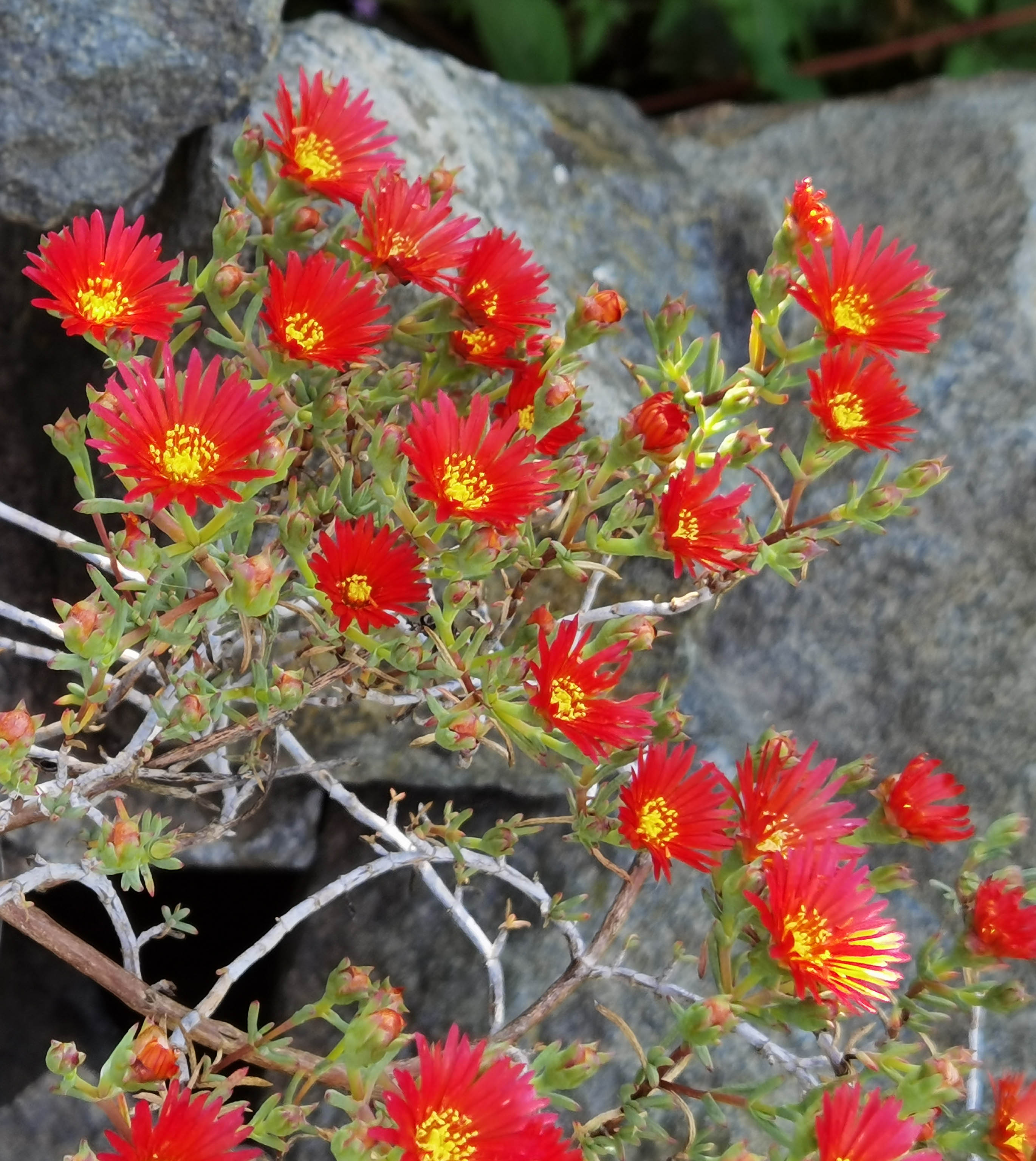 Malephora crocea photo